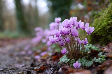 Close-up of a cluster of delicate purple cyclamen flowers blooming in a natural woodland setting