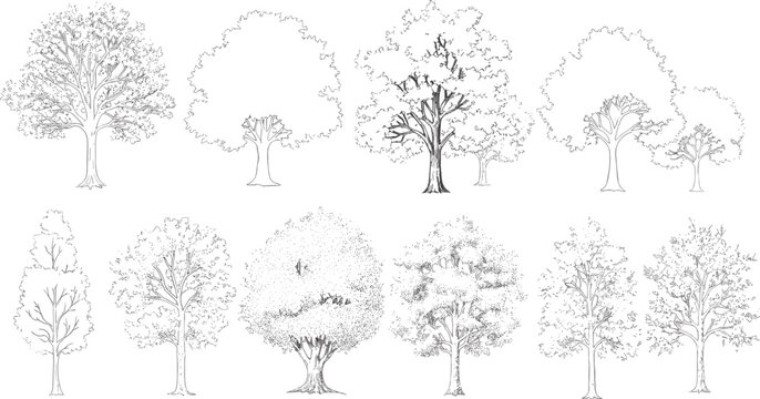 Collection of Various Tree Illustrations, Depicting Different Species and Leaf Structures