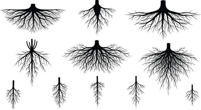 Collection of various tree root systems and plant structures in a graphic illustration