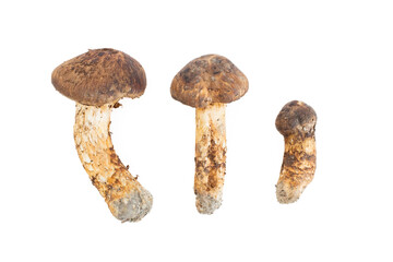 秋の味覚の3つの松茸　切り抜き素材