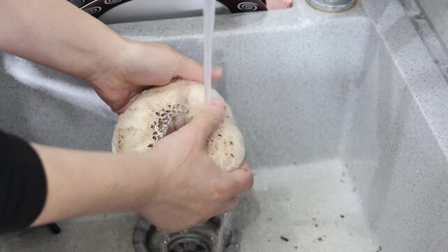Woman holding and washing parasol mushroom under running water