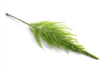 A single vibrant green asparagus fern sprig diagonally arranged on a clean white backdrop,