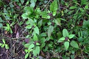 Fatoua villosa (Mulberry weed) flowers. Moraceae annual. A weed that produces spherical inflorescences in autumn and blooms with purple-green flowers.