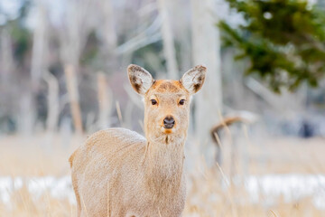 エゾシカ
