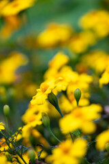 Obraz premium Close up of Bright Yellow Small Marigold Flowers