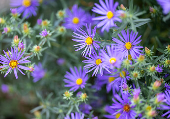 Close up of Light Purple Aster Flowers with Yellow Centers