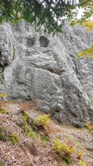 stream in the forest
