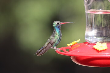 Fototapeta premium A Broad-billed Hummingbird in Arizona