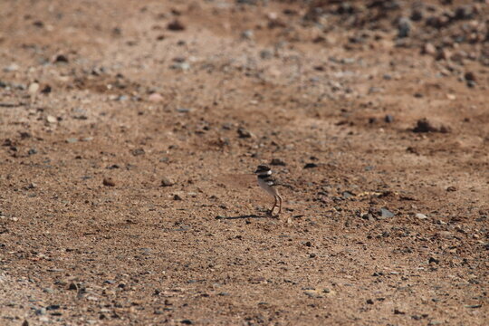 A Killdeer in Arizona