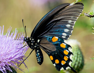 Multiple Butterflies of varios colorsand types with high quality photography