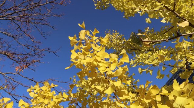4K pivoting video of bright yellow tree leaves with blue sky behind it.