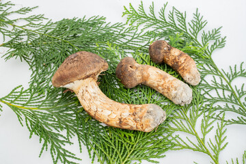 秋の味覚の3つの国産松茸