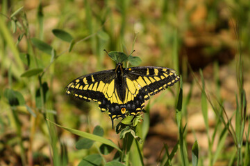 Mariposa de color amarillo con negro sobre vegetacion 