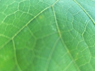 green and fresh leaves with gradient background and texture
