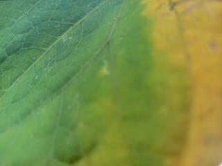 green leaf macro