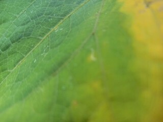 Green, yellow and fresh guava leaves with gradient background and texture