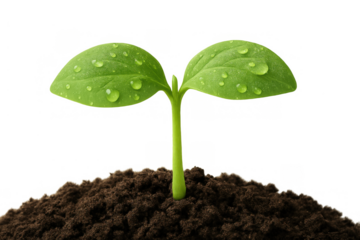 Green seedling plant with dew drops growing from rich soil symbolizing new life, growth, and nature on transparent background