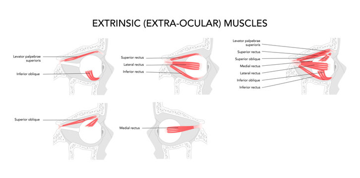 Set of Ocular muscles labeled anatomy chart, superior rectus, inferior rectus, medial rectus, lateral rectus, superior oblique, inferior oblique, eye movement, medical education, science illustration