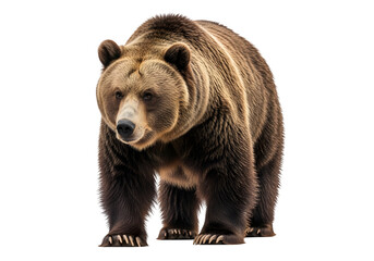 Fototapeta premium Grizzly bear walking in a natural pose, showcasing its strength and beauty, isolated on white or transparent background. PNG