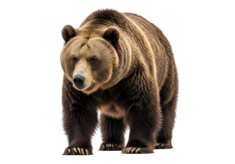 Grizzly bear walking in a natural pose, showcasing its strength and beauty, isolated on white or transparent background. PNG