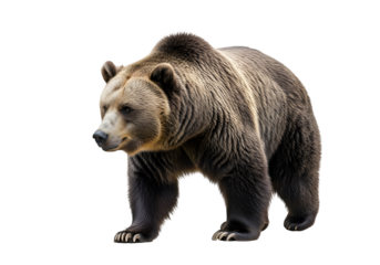 Grizzly bear walking in a natural pose, showcasing its strength and beauty, isolated on white or transparent background. PNG