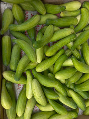 Fresh green cucumbers stacked together, symbolizing healthy food, organic vegetables, agriculture, and natural produce from farm or market.