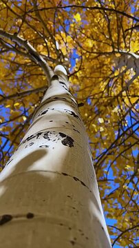 Vertical Close Up View Of A Quaking  Aspen Tree With Fall Colored Leaves Rustling In The Wind