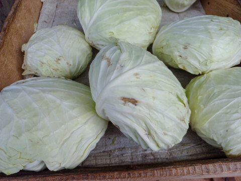 Fresh white cabbages displayed on a wooden tray, symbolizing organic vegetables, healthy food, agriculture, and natural farm produce.