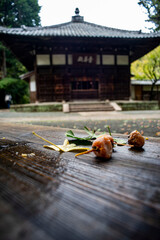 鎌倉251015　浄智寺8　銀杏