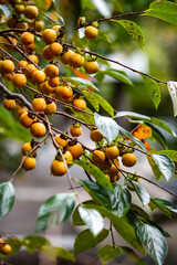 鎌倉251015　浄智寺5　柿