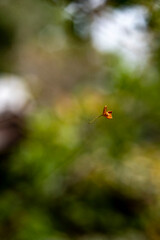 鎌倉251015　浄智寺3　金木犀