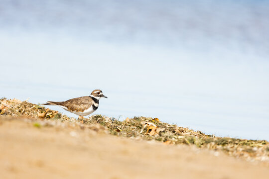 Killdeer shorebird by the bay in Sandbanks Provincial Park Ontario