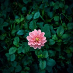 A Beautiful Pink Dahlia Blooming Amidst Lush Greenery, Displaying Nature's Vibrant Palette and Delicate Petals in Full Splendor