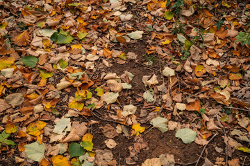 Dry leaves on the ground in various colors 