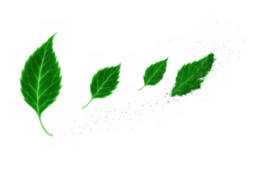 Green leaf disintegrating and decaying, showing nature's life cycle process on transparent background