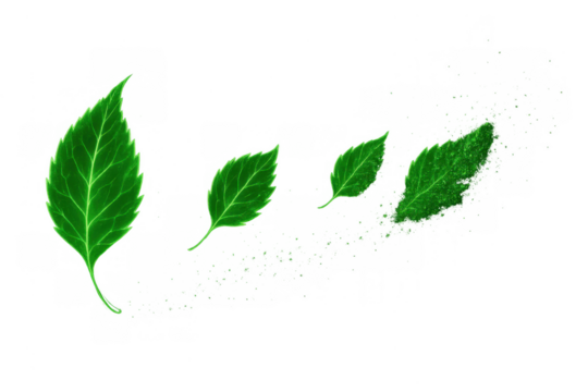 Green leaf disintegrating and decaying, showing nature's life cycle process on transparent background