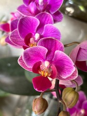 pink orchid flower