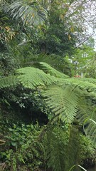 Giant Ferns in Dense Tropical Jungle