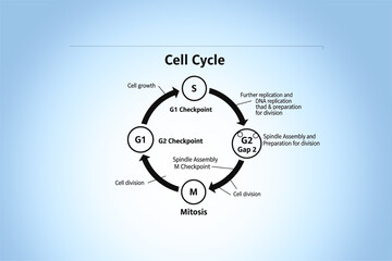 Diagram illustrating the cell cycle phases including G1, S, G2, and M checkpoints, with growth and division processes