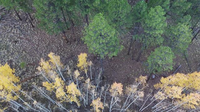 Overhead Drone View Of A Stand Of Aspen Trees At Fall Time In Arizona  