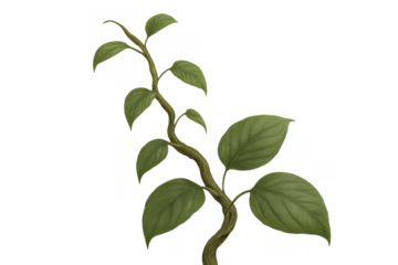 Lush green plant vine growing with broad leaves on transparent background, symbolizing nature and growth
