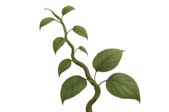 Lush green plant vine growing with broad leaves on transparent background, symbolizing nature and growth