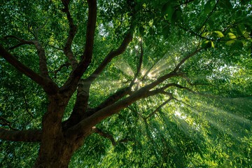 Naklejka premium Sunlight Streaming Through a Vibrant Green Tree Canopy in a Forest from Low Angle View Point