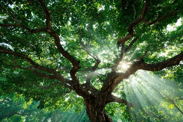 Fototapeta premium Sunlight Through Green Tree Canopy with Brown Branches and Dappled Lighting in Forest Ambiance Outdoors