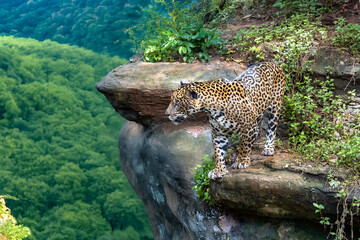 Indochinese leopard (Panthera pardus delacouri) observing the surroundings from the edge of a rocky...