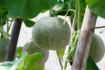cantaloupe melon in greenhouse