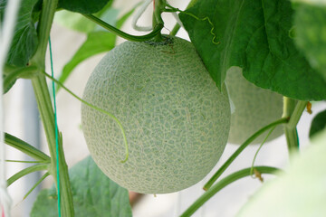 cantaloupe melon in greenhouse