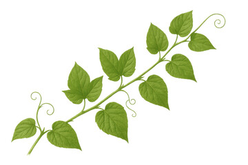 Green vine plant stem with leaves and tendrils growing, isolated on transparent background