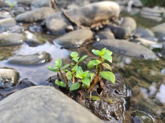 plant in the snow