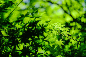 楓　新緑